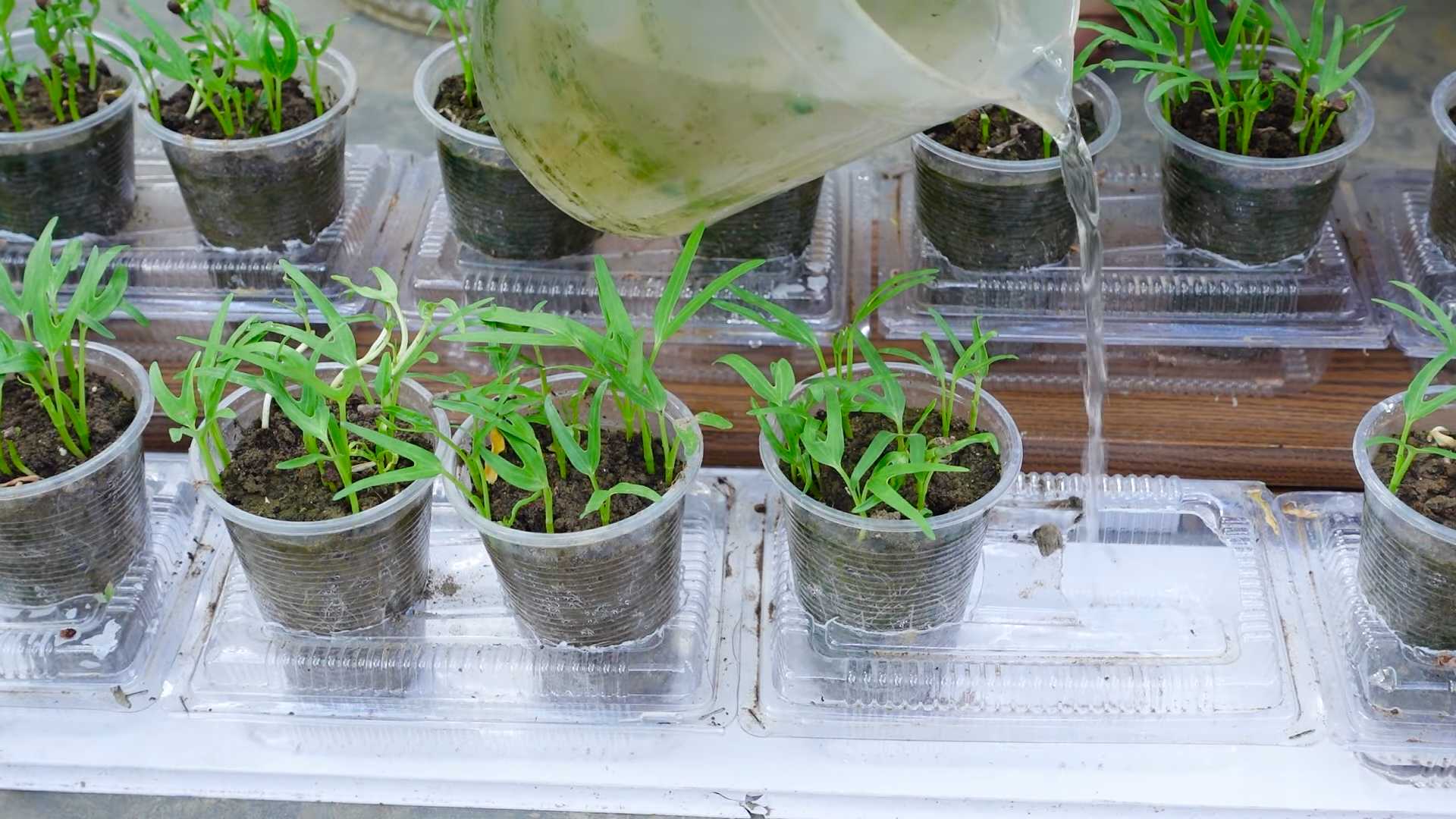 Kohl schneller ernten