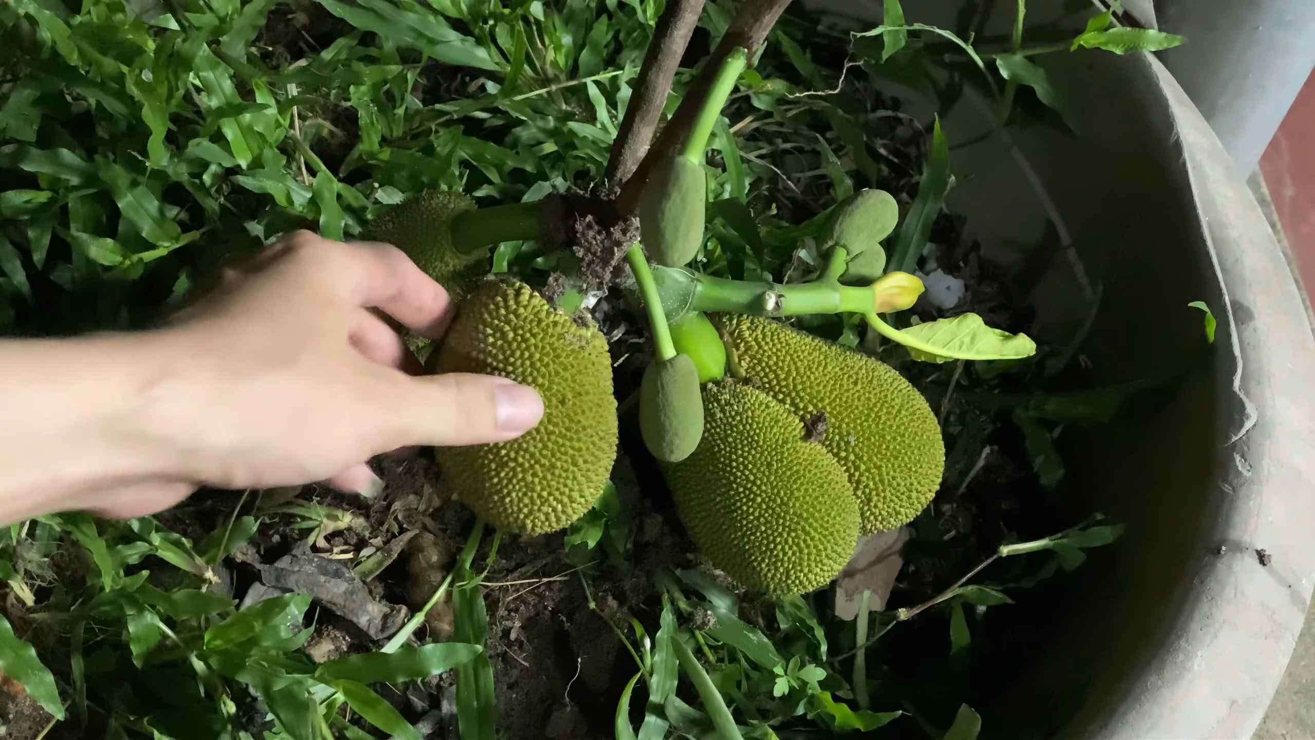 Jackfrucht Baum Bananenveredelung