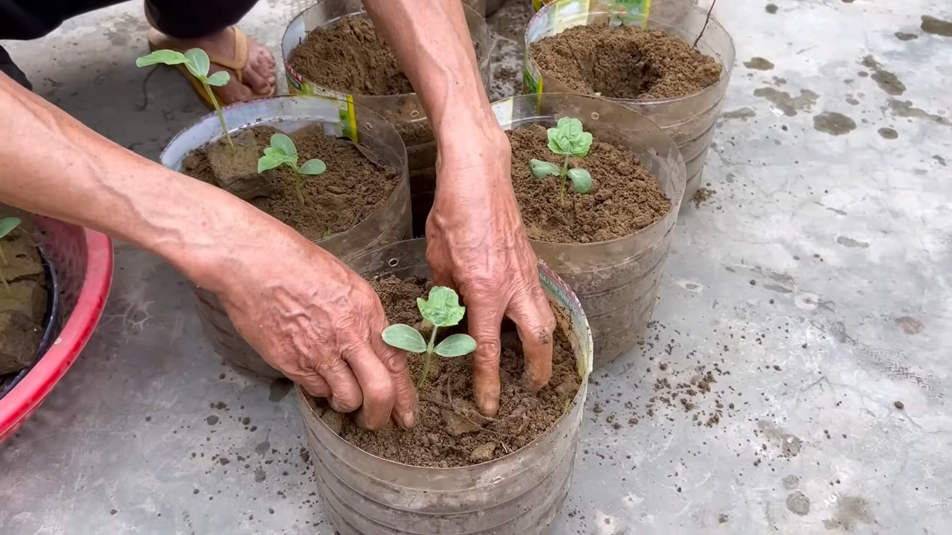 Wassermelone anbauen Tipps