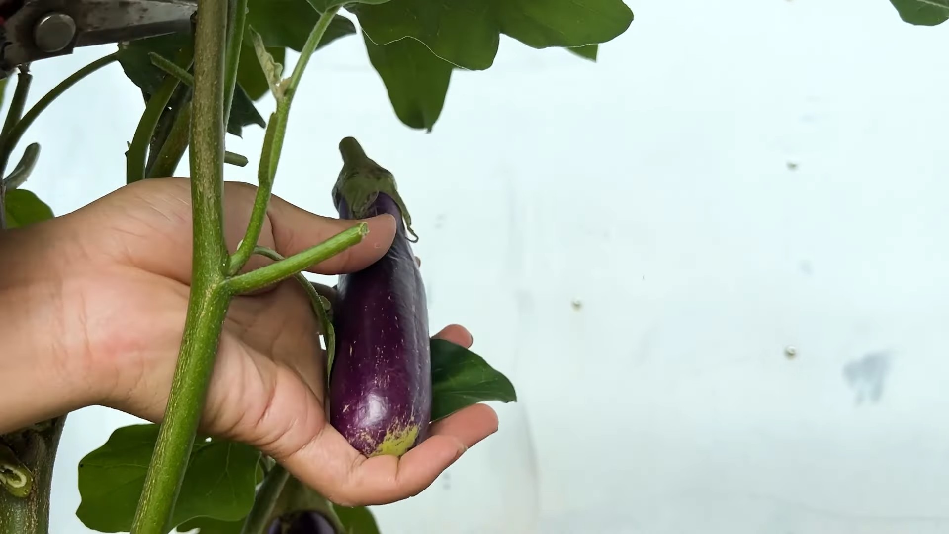 Auberginen Anbau Plastikflaschen