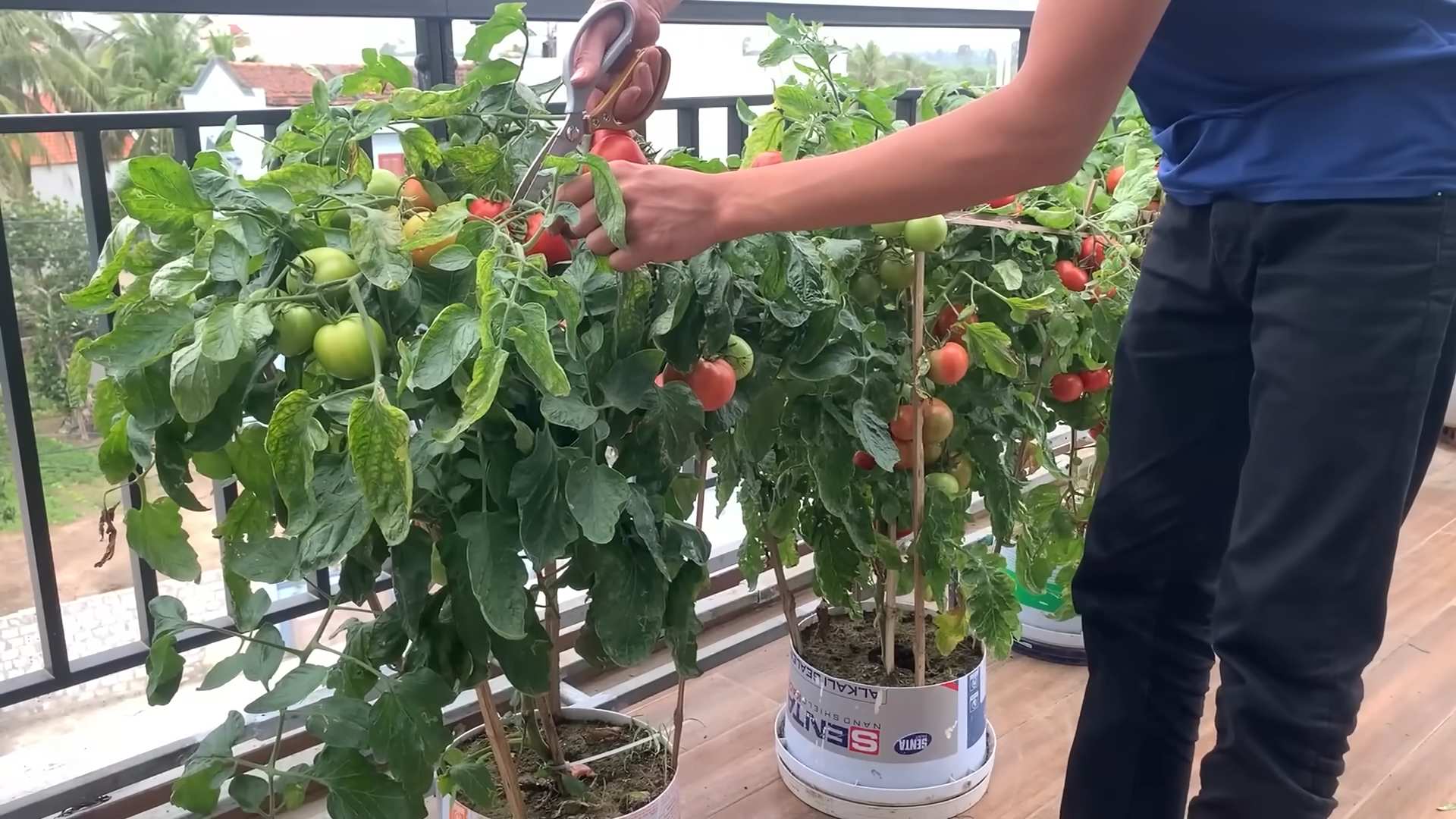 Tomaten auf dem Balkon anbauen