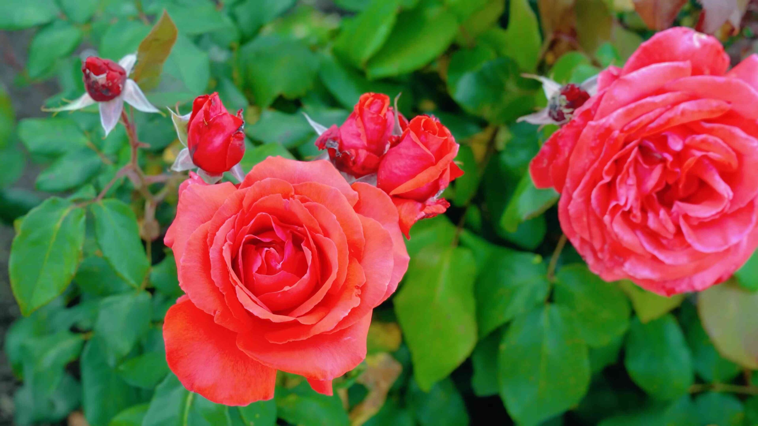 Rosen anbauen Anleitung