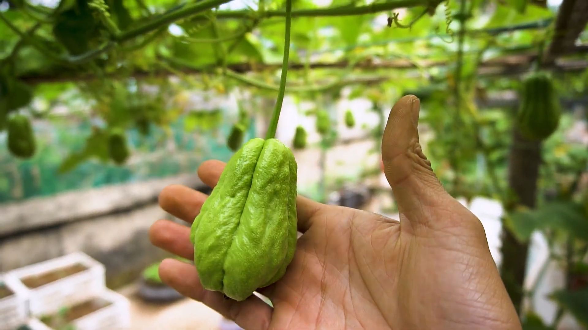 Chayote Anbau Anleitung für Anfänger