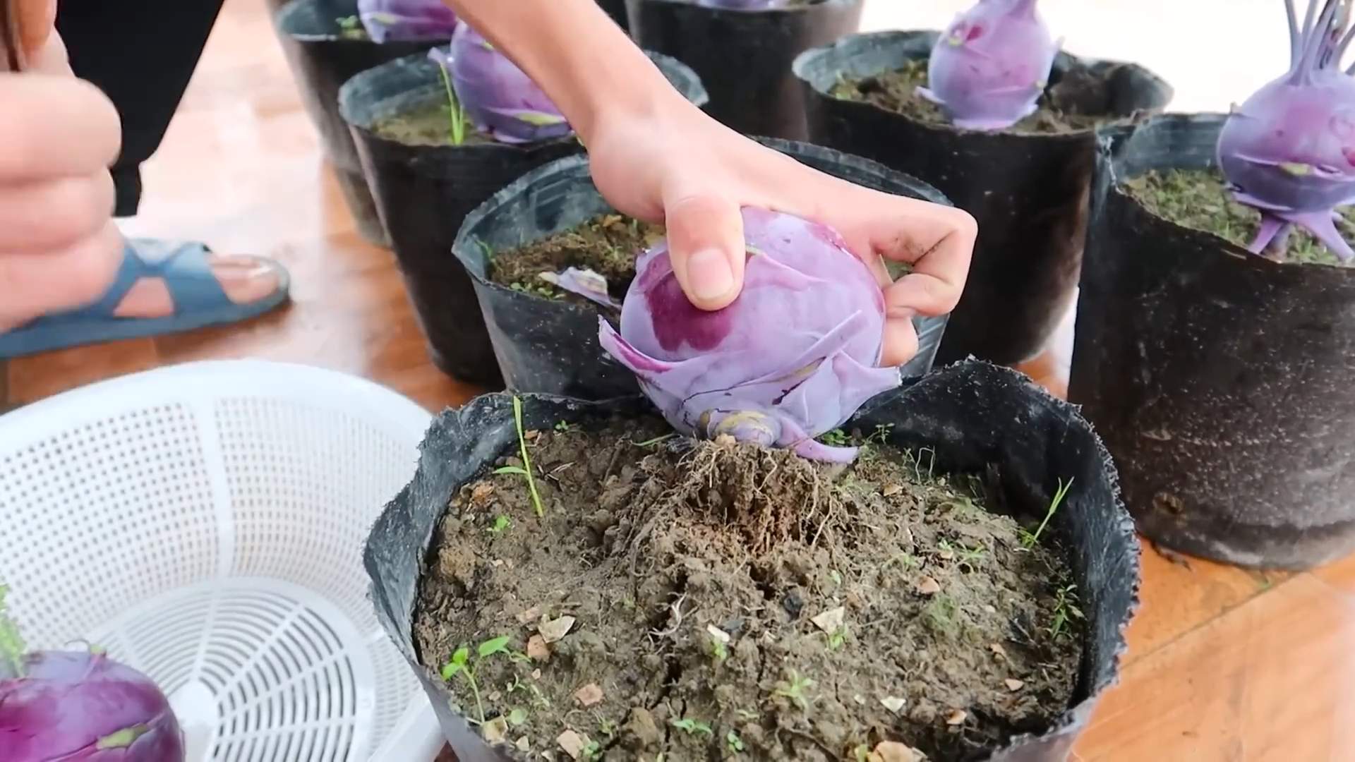 Lila Kohlrabi Anbau