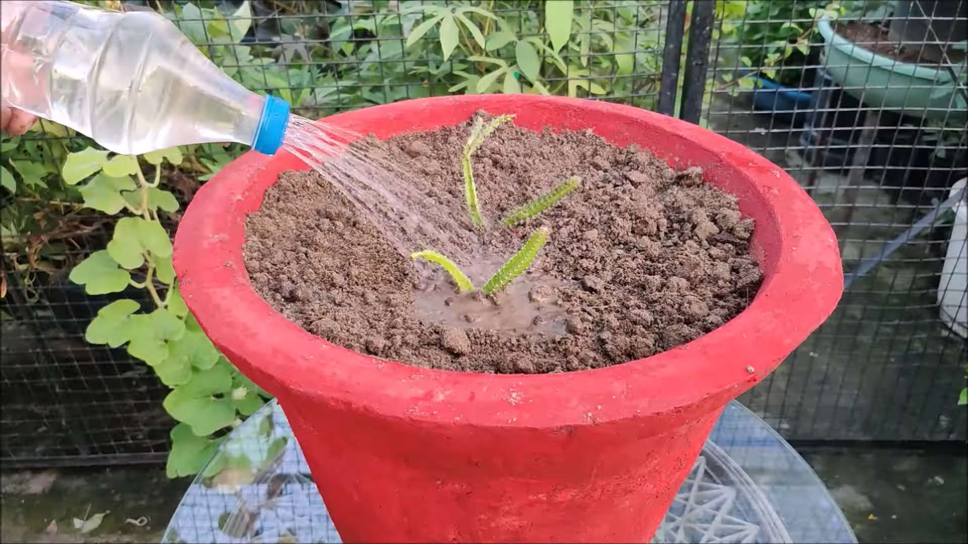 Drachenfrucht Anbau im Garten