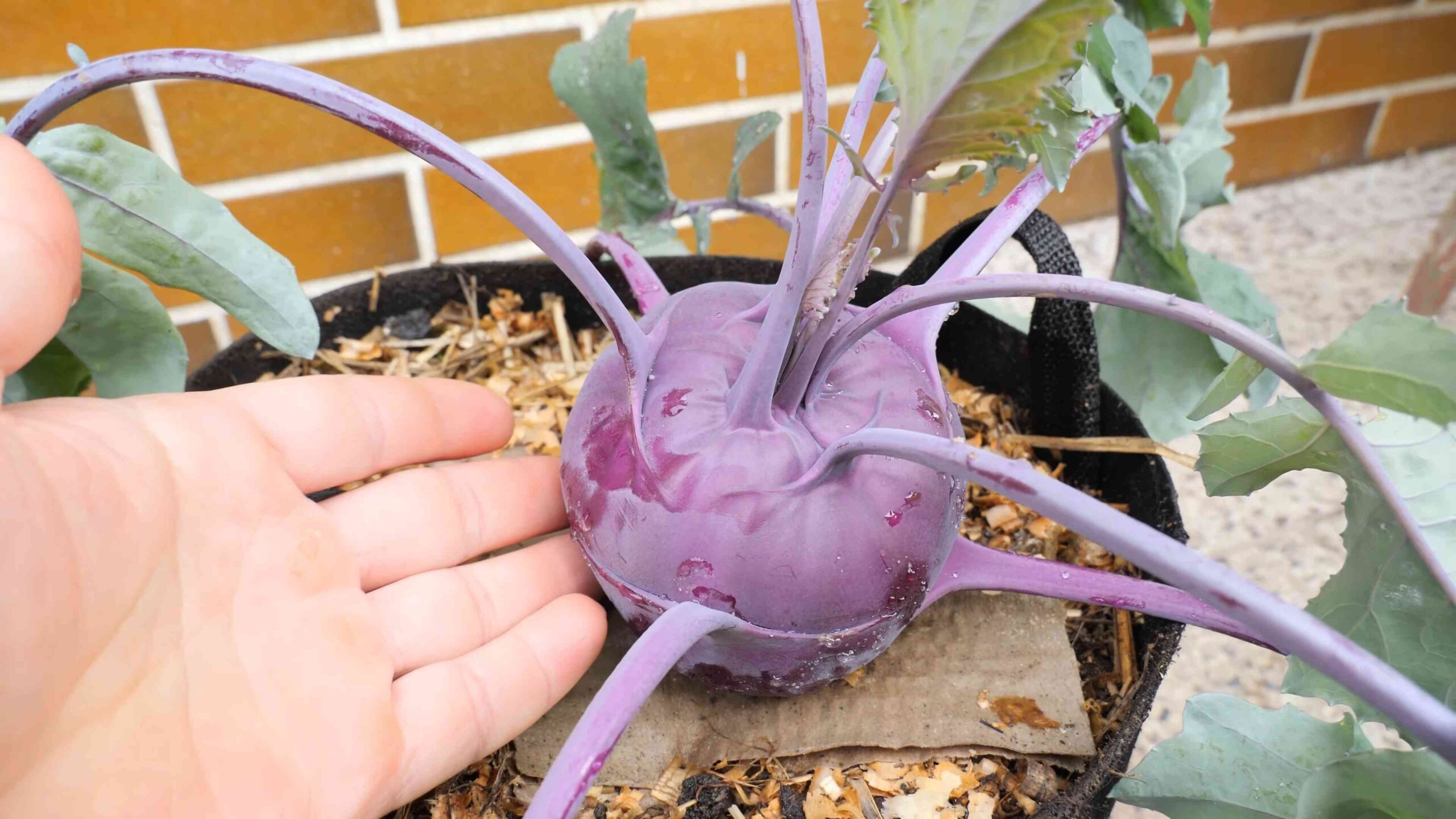 Kohlrabi Anbau im Garten