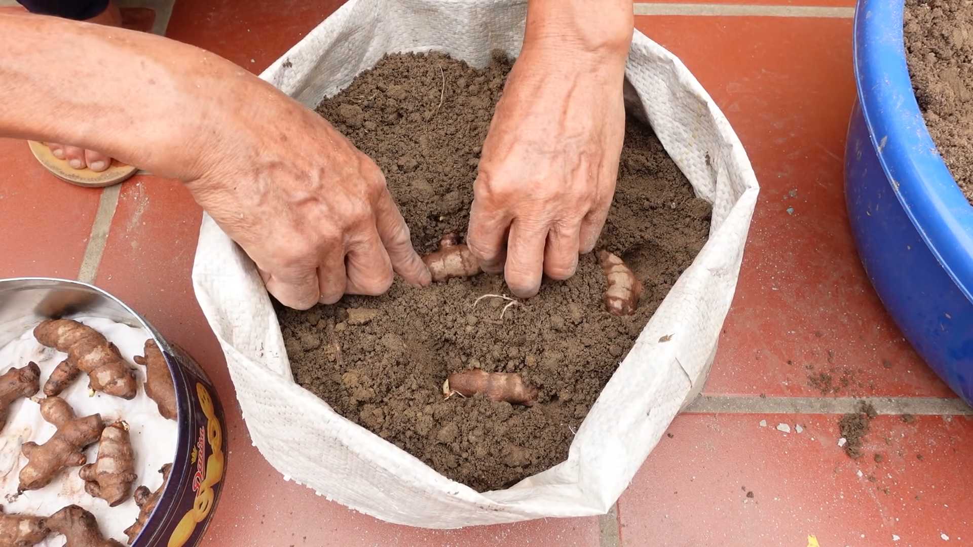 Kurkuma Anbau im Garten