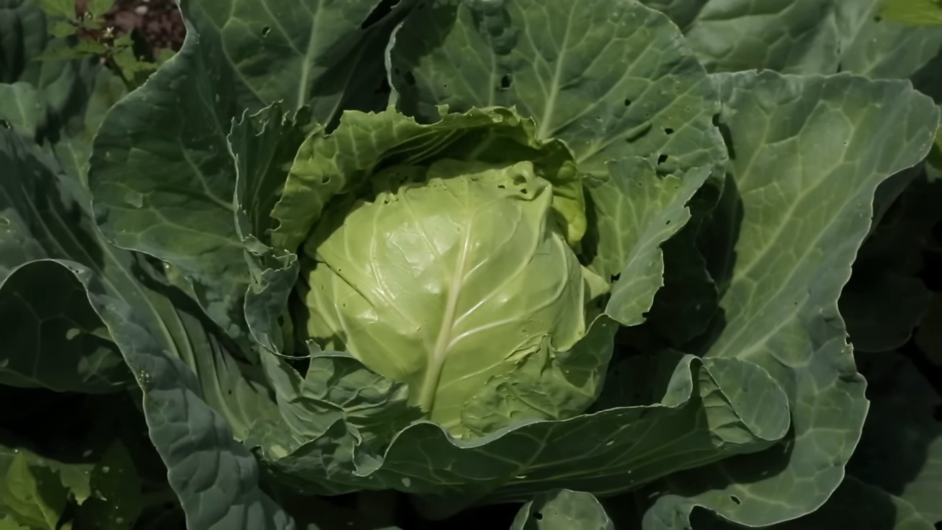 Kohl Anbauen Anleitung Garten