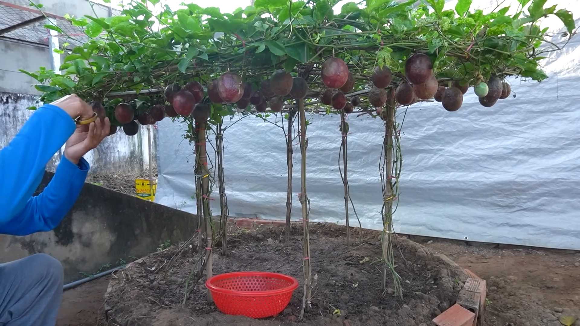 Passionsfrucht anpflanzen und ernten