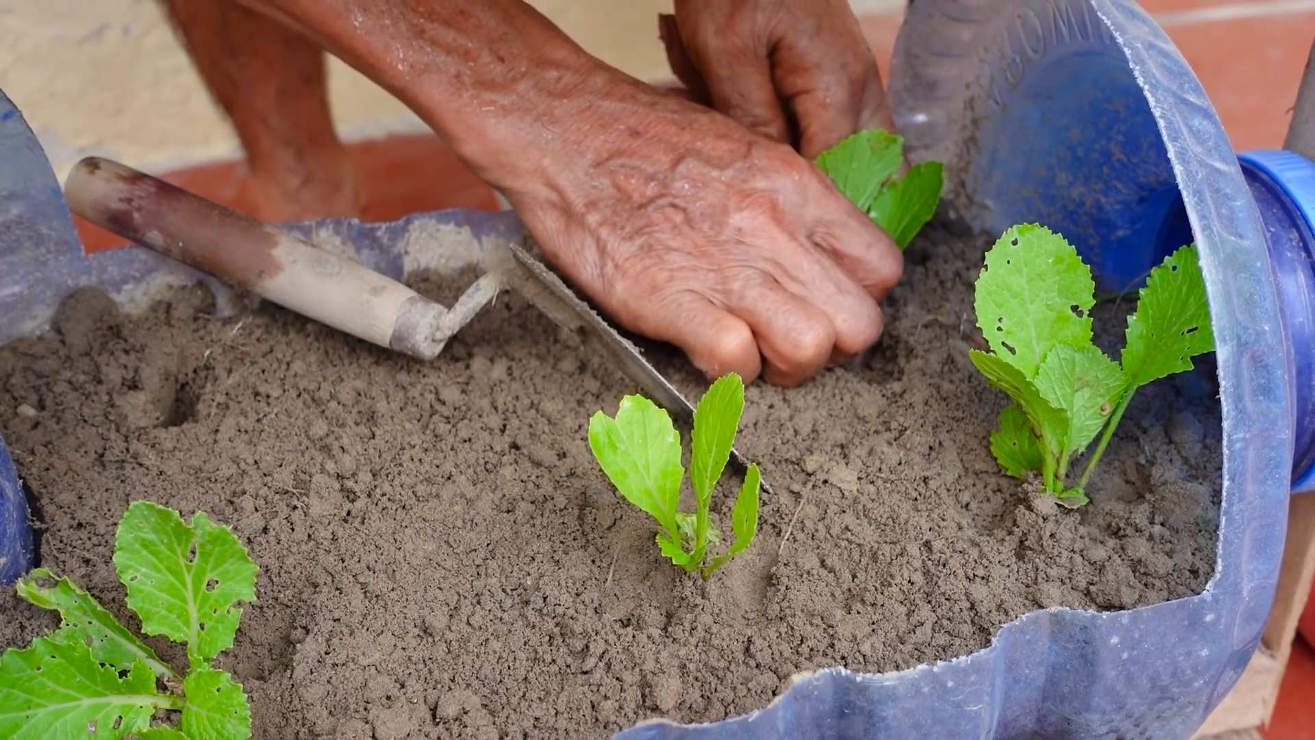 Senfgrün in Flaschen pflanzen