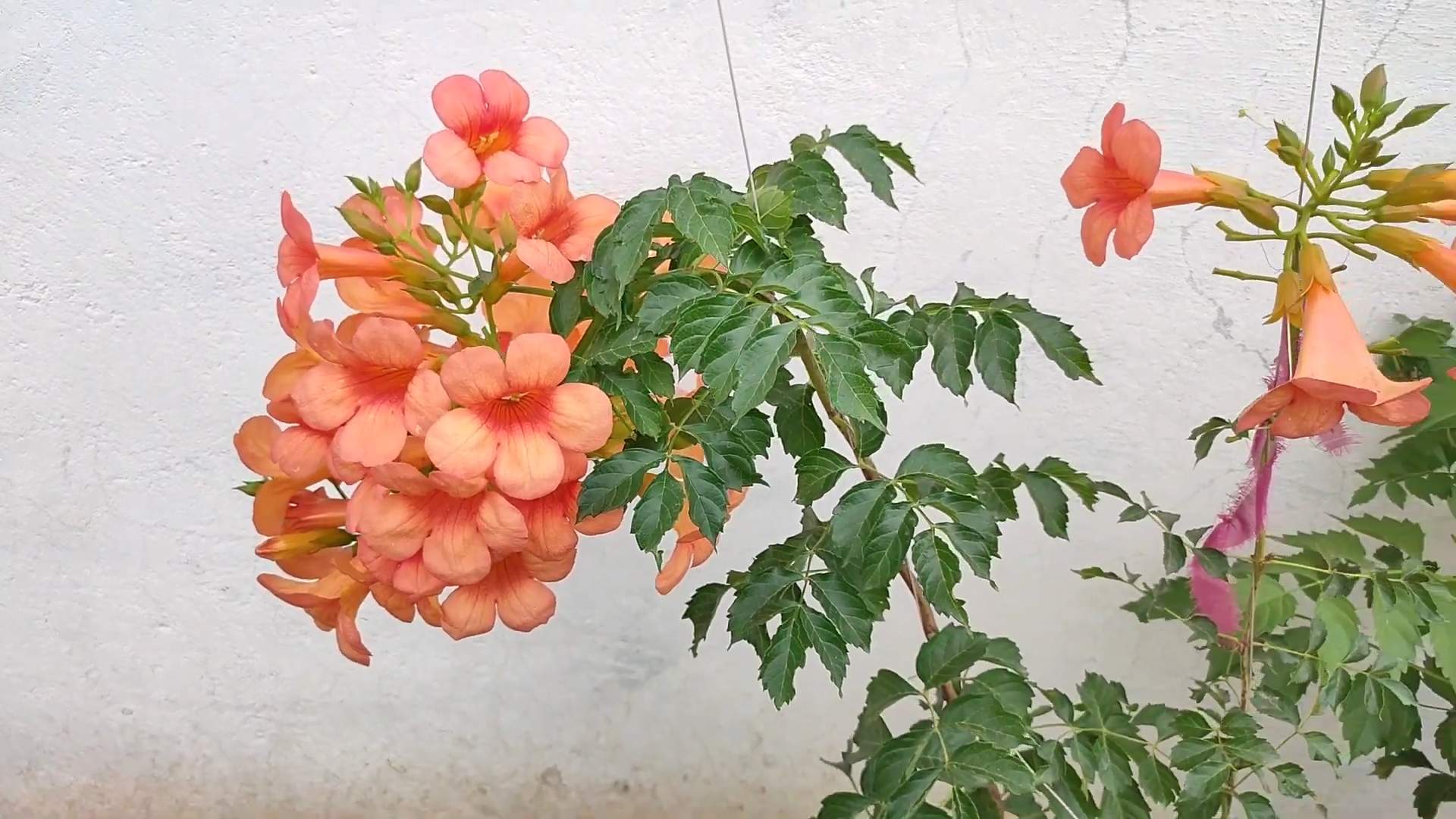 Trompetenblume richtig anpflanzen