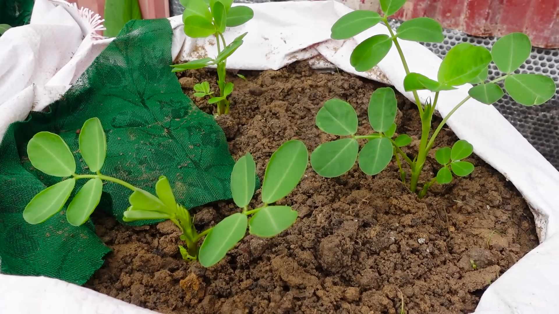Erdnüsse im Garten anbauen