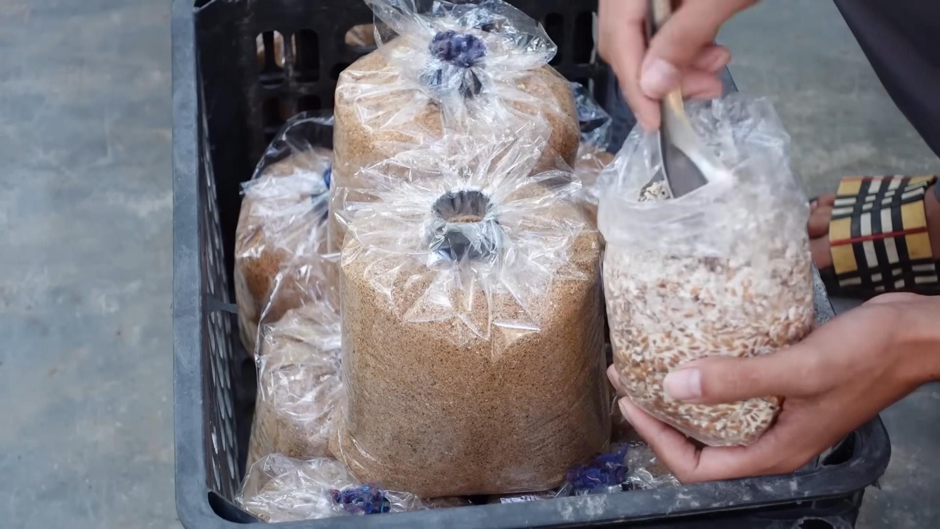 Abalone Pilze selber züchten