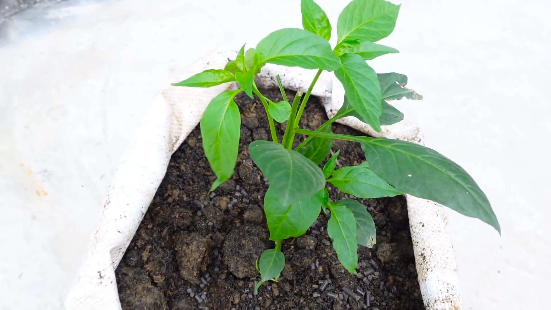 Chili selber anbauen