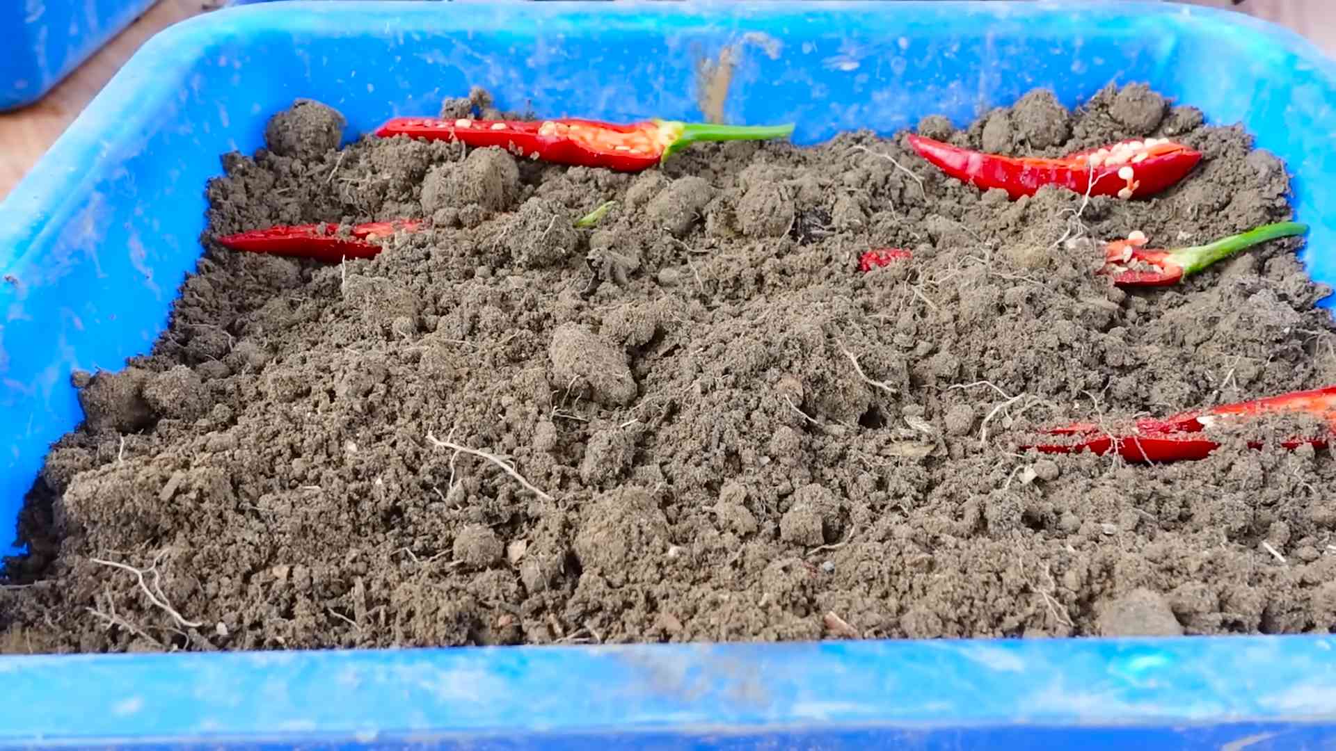 Chili selber anbauen