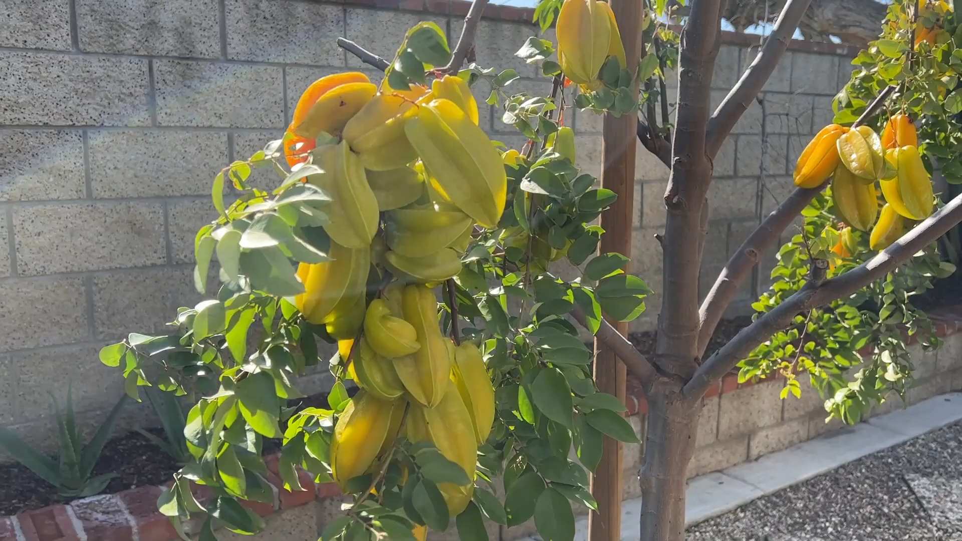 Sternfrucht Anbau Tipps