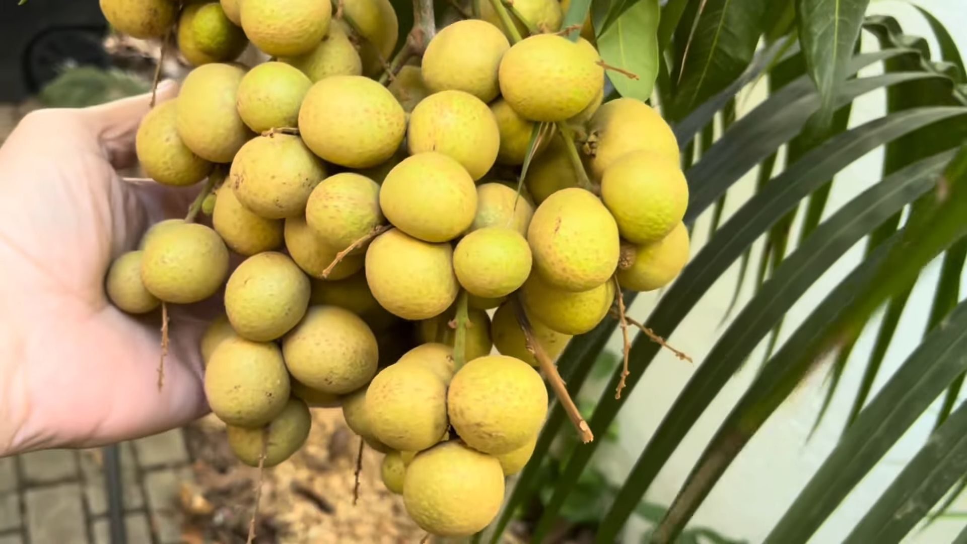 Longan Anbau Tipps