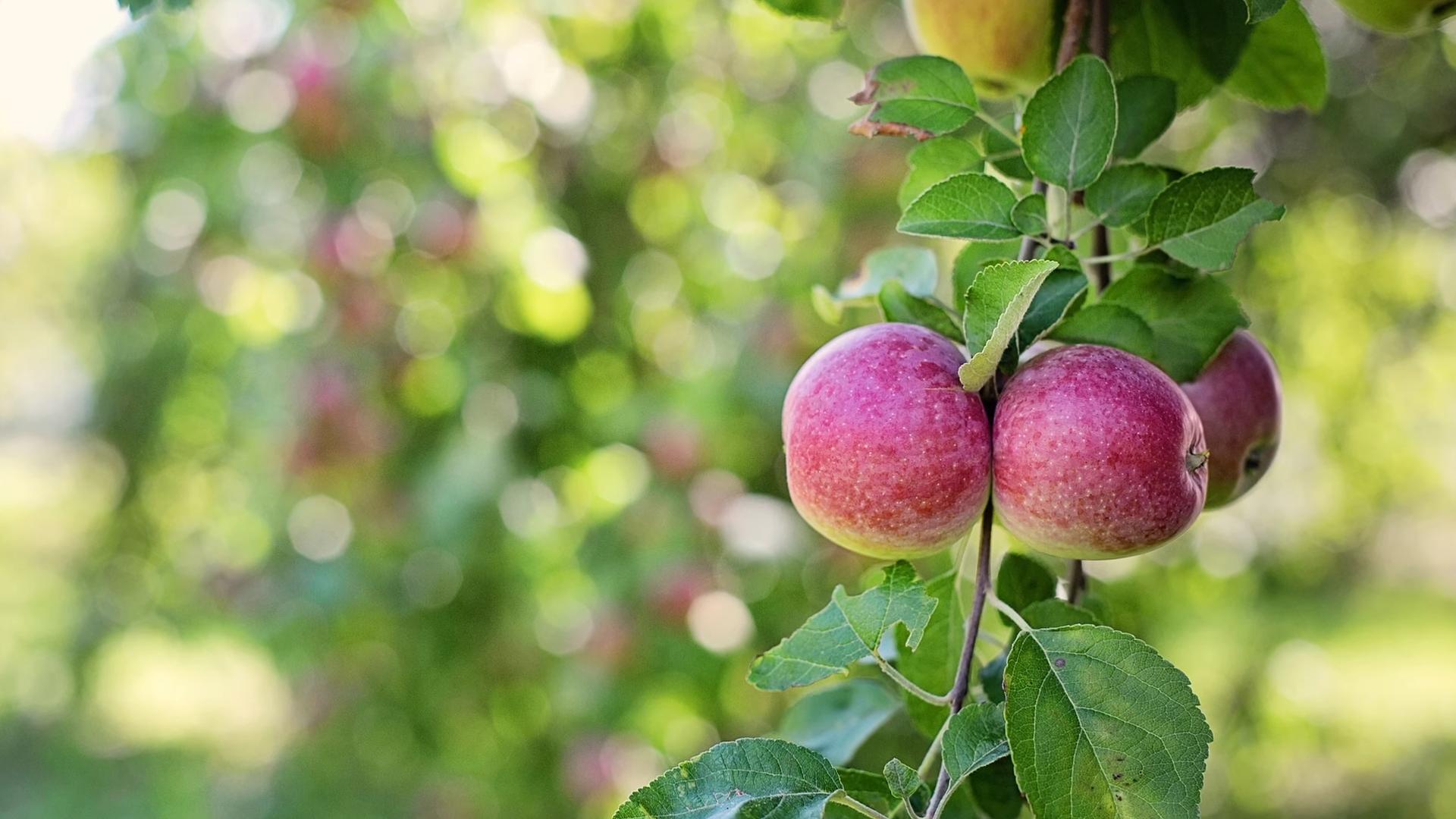 Winterharte Obstsorten anbauen