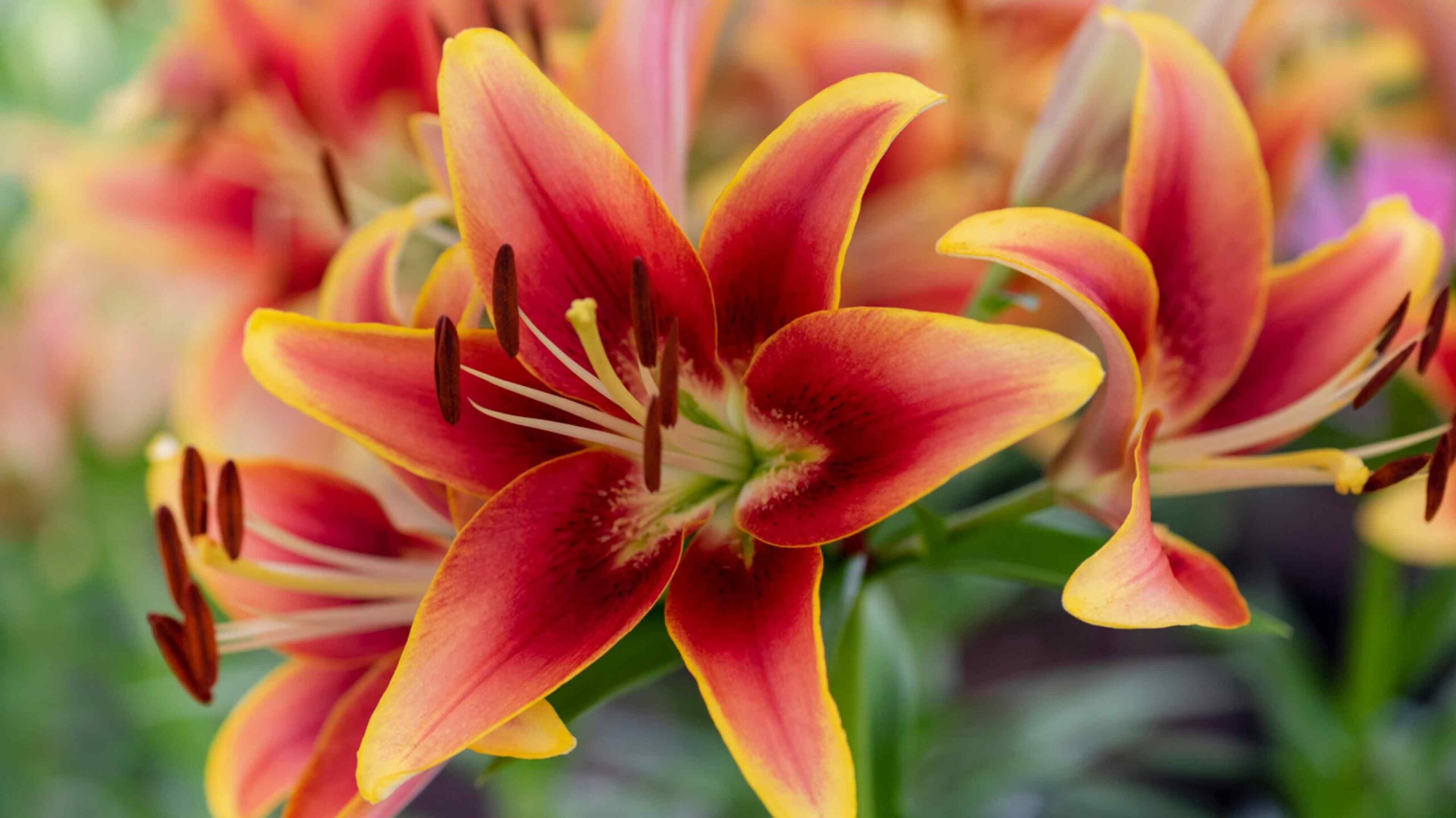 Lilien anpflanzen Tipps
