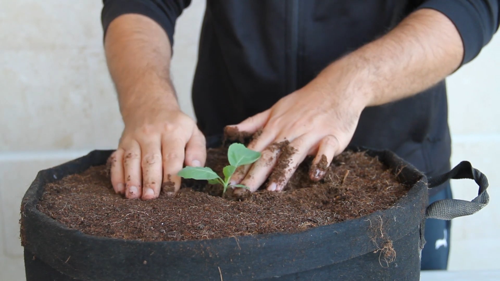 Kohl im Topf anbauen