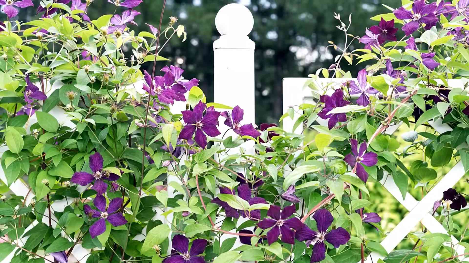 Clematis richtig schneiden