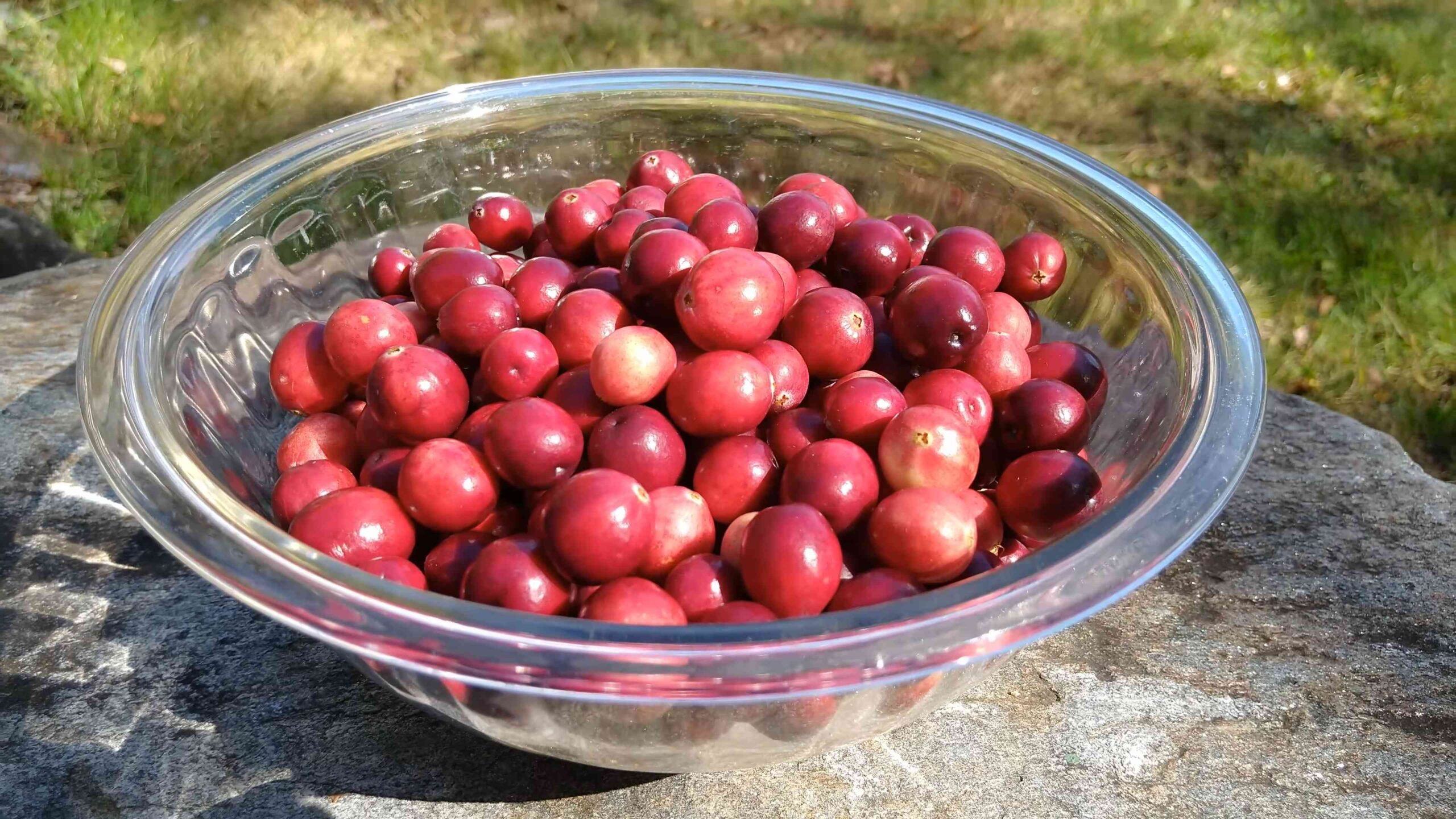 Cranberries anbauen für Anfänger